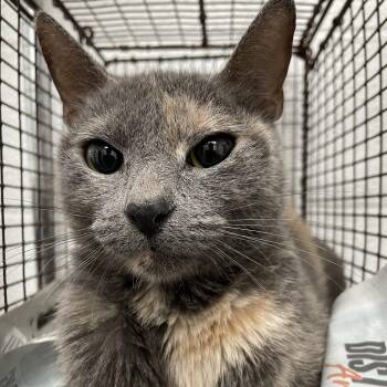 Domestic Short Hair Cats Available for Adoption - Lacy | PetCurious