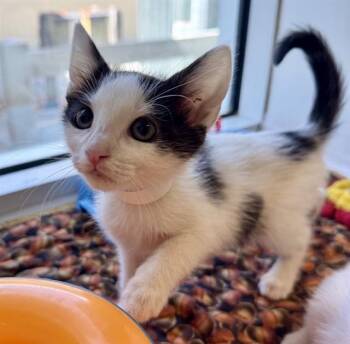 POLKA -  Domestic Short Hair Cat for Adoption in Sarasota, Florida - POLKA | PetCurious