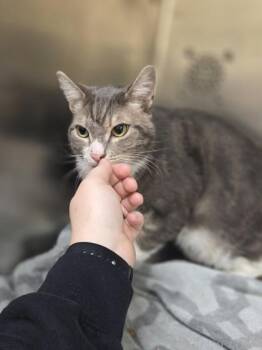 Julian -  Domestic Short Hair Cat for Adoption in Westland, Michigan - Julian | PetCurious