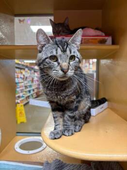 Skye -  Domestic Short Hair Cat for Adoption - Skye | PetCurious