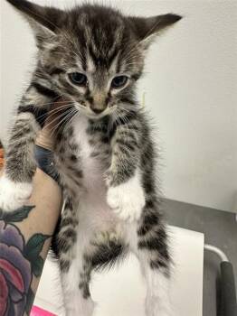 Domestic Short Hair Cats Available for Adoption in Corpus Christi, Texas - LOUIE | PetCurious