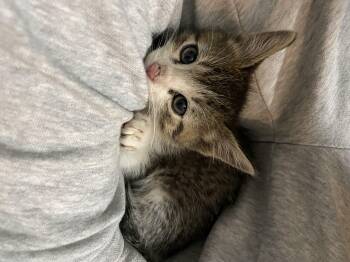 Alfred -  Domestic Short Hair Cat for Adoption in Fruit Heights, Utah - Alfred | PetCurious