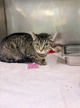 Domestic Short Hair Cats Available for Adoption - Iris | PetCurious