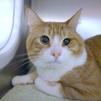 Misho -  Domestic Short Hair Cat for Adoption in Providence, Rhode Island - Misho | PetCurious