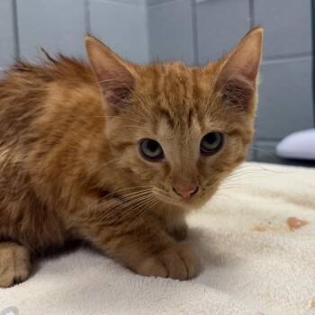 Dutch Engstrom -  Domestic Short Hair Cat for Adoption in West Olive, Michigan - Dutch Engstrom | PetCurious