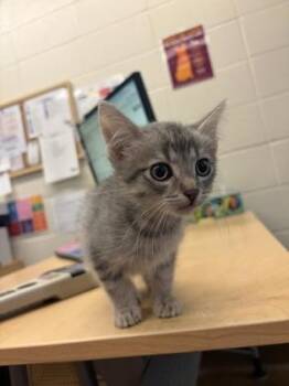 Alien -  Domestic Short Hair Cat for Adoption in Wichita, Kansas - Alien | PetCurious