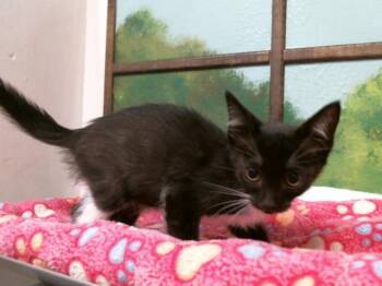 VIKKI -  Domestic Short Hair Cat for Adoption in Houston, Texas - VIKKI | PetCurious
