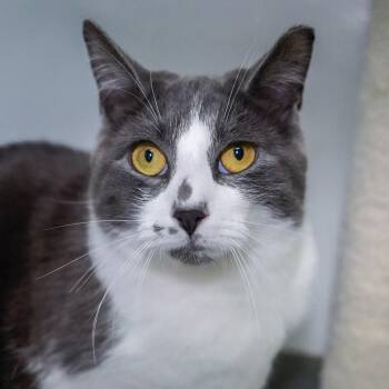 Domestic Short Hair Cats Available for Adoption - Lioness | PetCurious