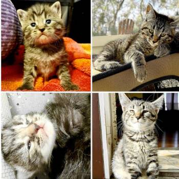 Domestic Short Hair Cats Available for Adoption in Clearwater, Florida - Dio | PetCurious