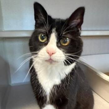 Domestic Short Hair Cats Available for Adoption in Washougal, Washington - Kronk | PetCurious