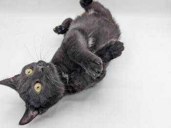 Walter -  Domestic Short Hair Cat for Adoption in Powell, Ohio - Walter | PetCurious