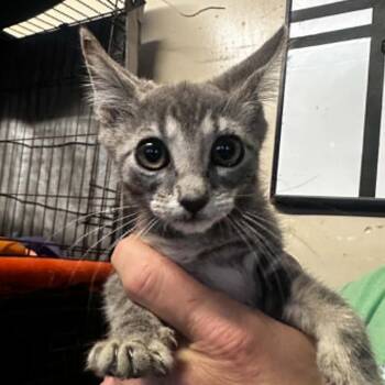 Brightney -  Domestic Short Hair Cat for Adoption in Stephenville, Texas - Brightney | PetCurious
