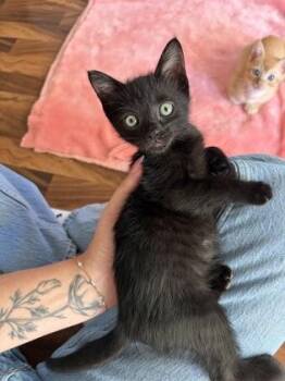 Gus Gus -  Domestic Short Hair Cat for Adoption in Honolulu, Hawaii - Gus Gus | PetCurious