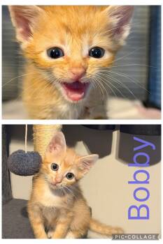 Bobby- not at the shelter -  Domestic Short Hair and Tabby Cat for Adoption in Rustburg, Virginia - Bobby- Not At The Shelter | PetCurious