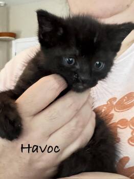 Havoc -  Domestic Short Hair Cat for Adoption in Seal Beach, California - Havoc | PetCurious