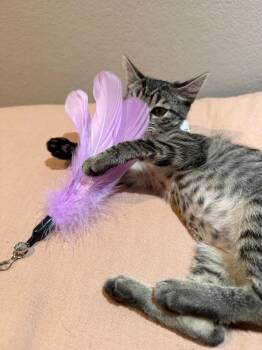 Willow (& Edward) -  Domestic Short Hair Cat for Adoption in Castro Valley, California - Willow (& Edward) | PetCurious
