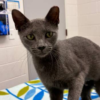 Gracie -  Domestic Short Hair Cat for Adoption in Corpus Christi, Texas - Gracie | PetCurious