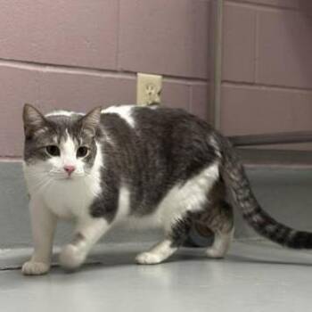 Domestic Short Hair Cats Available for Adoption - Milo | PetCurious