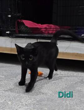 Rescue Bombay Cats for Adoption in Kell, Illinois - Didi | PetCurious