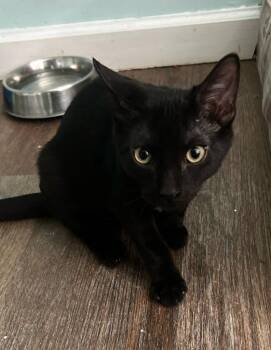 Dooms Day -  Domestic Short Hair Cat for Adoption in Hardeeville, South Carolina - Dooms Day | PetCurious