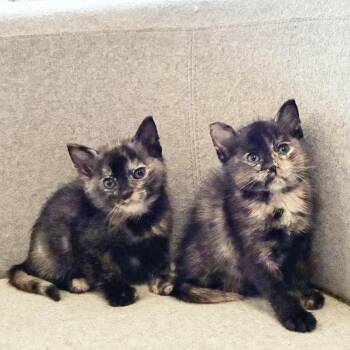Betta & Tetra -  American Shorthair Cat for Adoption in New York, New York - Betta & Tetra | PetCurious