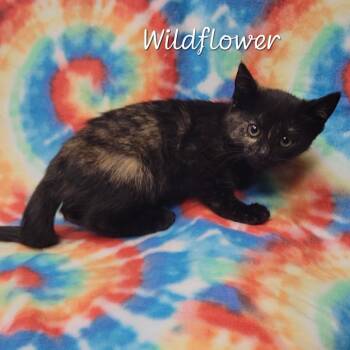 Wildflower -  Domestic Short Hair Cat for Adoption in Parkersburg, West Virginia - Wildflower | PetCurious