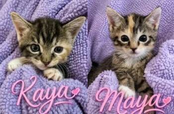Maya & Kaya -  Domestic Short Hair Cat for Adoption in Lemoyne, Pennsylvania - Maya & Kaya | PetCurious