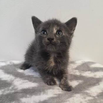 Edith -  Domestic Short Hair Cat for Adoption in Great Falls, Montana - Edith | PetCurious