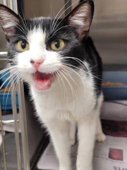 Domestic Short Hair Cats Available for Adoption in Hopkinsville, Kentucky - Petunia | PetCurious