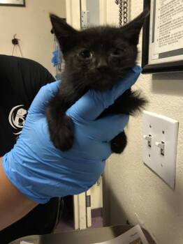 Rescue Domestic Medium Hair Cats for Adoption in Long Beach, California - BRIAN BRIOCHE | PetCurious