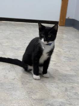 Elroy -  Domestic Short Hair Cat for Adoption in Mount Vernon, Ohio - Elroy | PetCurious