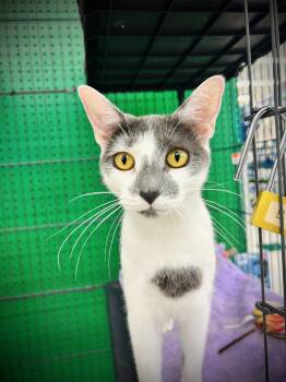 Jenna, Jackie, and Joey -  Domestic Short Hair Cat for Adoption in Buffalo, New York - Jenna, Jackie, And Joey | PetCurious