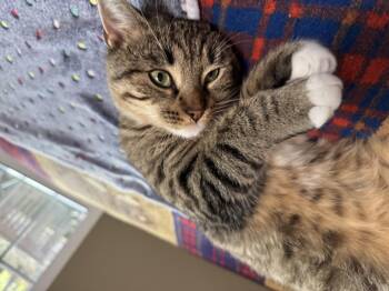 Rescue Domestic Short Hair Cats for Adoption in Mt. Juliet, Tennessee - Petey | PetCurious