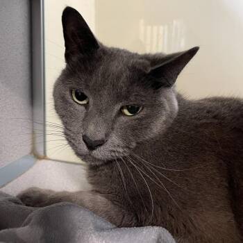 Domestic Short Hair Cats Available for Adoption in Walden, New York - Silver | PetCurious
