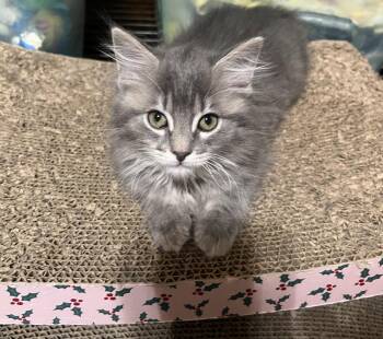 Domestic Medium Hair Cats Available for Adoption in Hammond, Louisiana - London | PetCurious