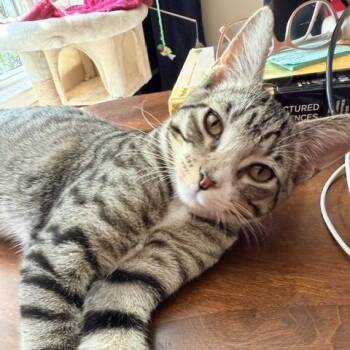 Habanero -  Domestic Short Hair Cat for Adoption in Bentonville, Arkansas - Habanero | PetCurious