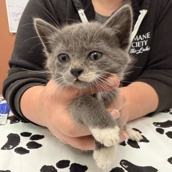 Sonny -  Domestic Short Hair Cat for Adoption in Detroit Lakes, Minnesota - Sonny | PetCurious