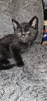Rescue Domestic Short Hair Cats for Adoption in Fruit Heights, Utah - Davidson | PetCurious