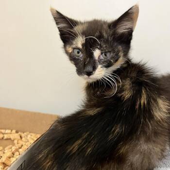 Dewdrop -  Domestic Short Hair Cat for Adoption in Harrisonburg, Virginia - Dewdrop | PetCurious