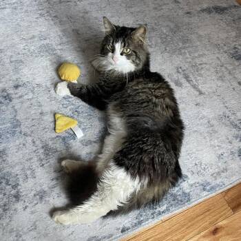 Domestic Long Hair Cats Available for Adoption in Evanston, Illinois - Walnut | PetCurious