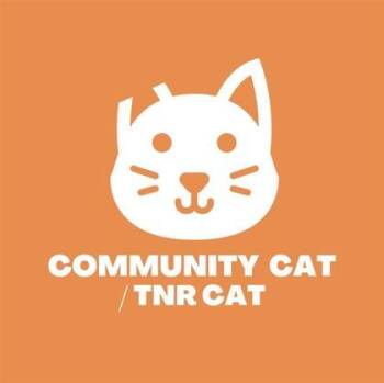 61096839 -  Domestic Short Hair Cat Available for Adoption in El Paso, Texas - 61096839 | PetCurious