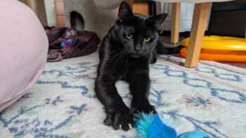 Domestic Short Hair Cats Available for Adoption in Portland, Oregon - Percy | PetCurious