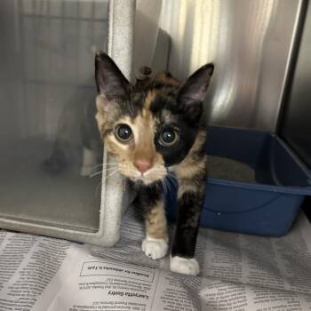 Alora -  Domestic Short Hair Cat for Adoption in Roxboro, North Carolina - Alora | PetCurious