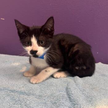 Sid -  Domestic Short Hair Cat for Adoption in Englewood, Florida - Sid | PetCurious