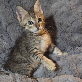 Theodore -  Domestic Short Hair Cat for Adoption in Houston, Texas - Theodore | PetCurious