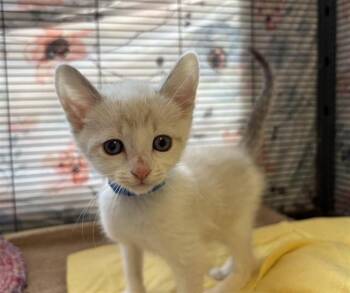 FENNEC -  Domestic Short Hair Cat Available for Adoption in Rancho Cucamonga, California - FENNEC | PetCurious
