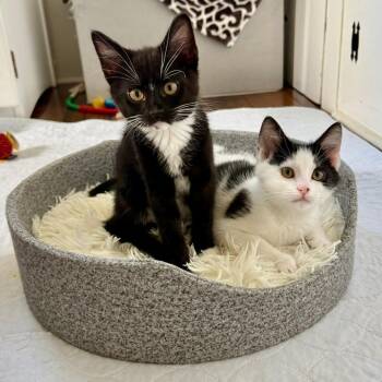 Mambo No. 5 -  Domestic Short Hair Cat for Adoption in Gibsonia, Pennsylvania - Mambo No. 5 | PetCurious