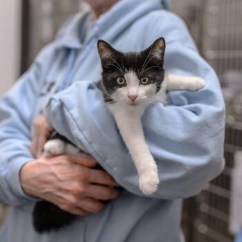 MACADAMIA -  Tuxedo Cat for Adoption in Hamilton Township, New Jersey - MACADAMIA | PetCurious