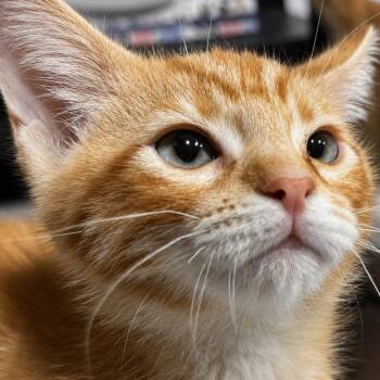 Sky Diving -  Domestic Short Hair Cat for Adoption in Westminster, California - Sky Diving | PetCurious