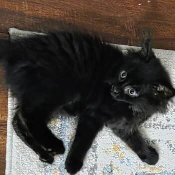 ThackeryB -  Domestic Long Hair Cat for Adoption in Potomac, Maryland - ThackeryB | PetCurious